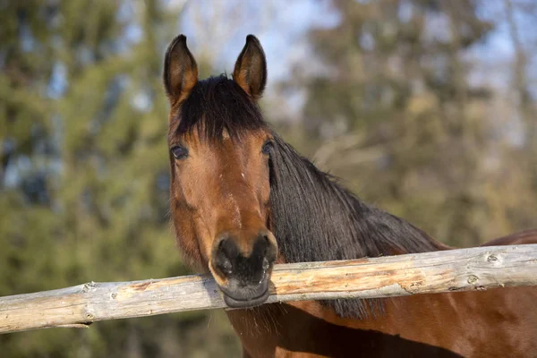 Portrait of a brown mare in winter — Stock Photo, Image