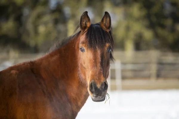 Portrait of a brown mare in winter — Stock Photo, Image