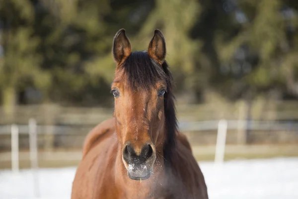 Portrait d'une jument brune en hiver — Photo