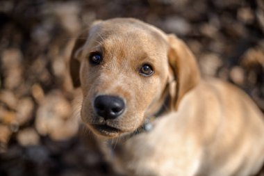 Genç golden retriever yavru 