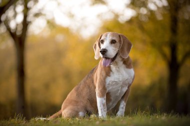 Bir av köpeği portresi.