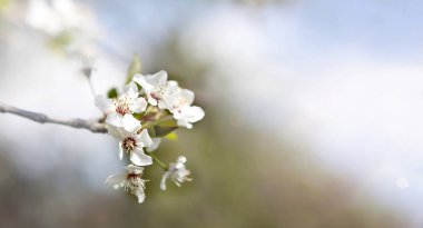 Kiraz çiçeği manzarası