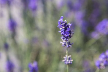 Bir alandaki mor lavanta