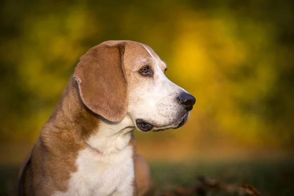 Retrato de um cão beagle — Fotografia de Stock