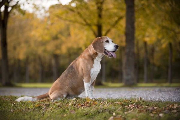 Retrato de un perro beagle —  Fotos de Stock