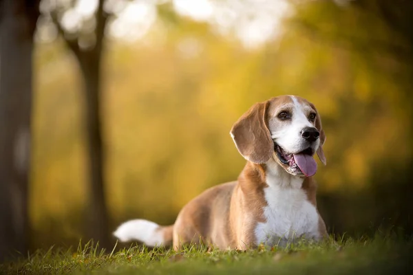 Retrato de un perro beagle —  Fotos de Stock