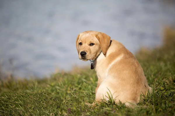若いゴールデンレトリバー子犬 — ストック写真