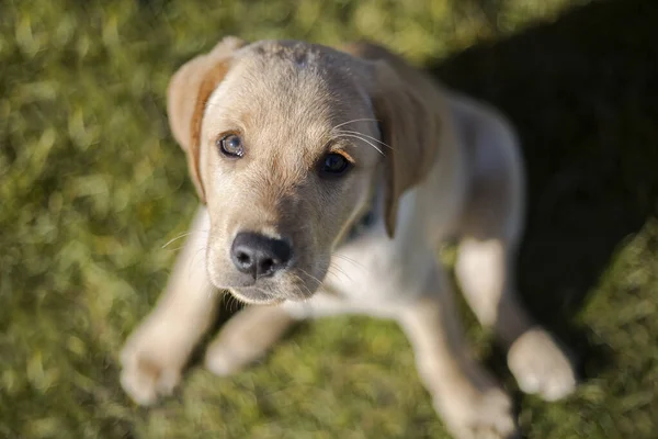 Jonge gouden retriever pup — Stockfoto