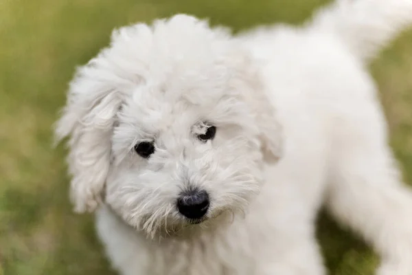 Portrait d'un chiot caniche blanc — Photo