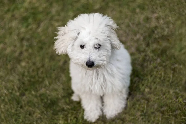 Retrato de um cachorro poodle branco — Fotografia de Stock
