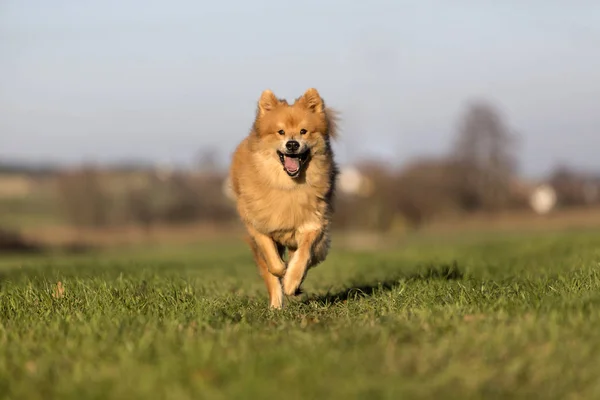 Cão eurasiano corre livre — Fotografia de Stock