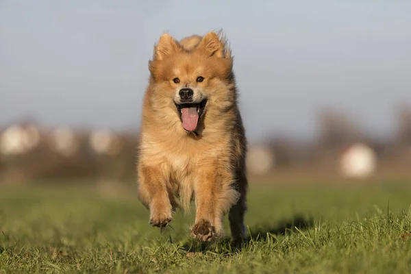 Eurasia perro corre gratis —  Fotos de Stock