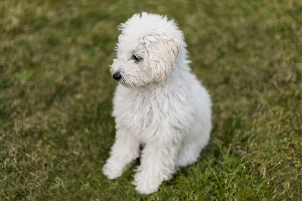 Retrato de um cachorro poodle branco — Fotografia de Stock