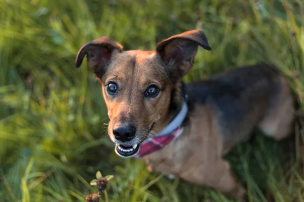 Porträtt av en Terrier Tax Mix — Stockfoto