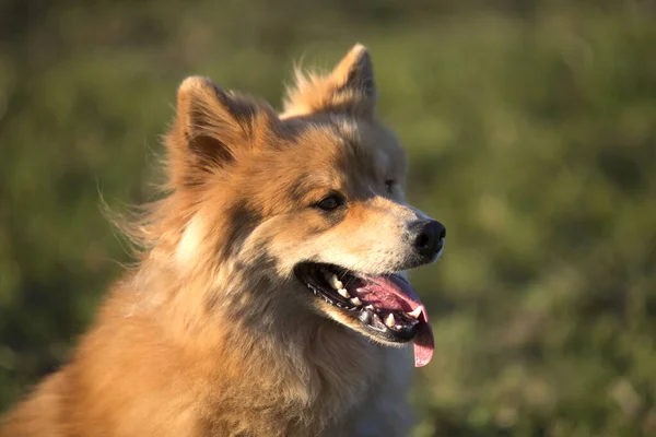 Eurasischer Hund — Stockfoto
