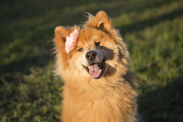 Potret seekor anjing muda Eurasia dengan bunga — Stok Foto