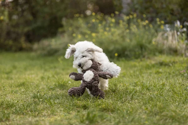 Cucciolo bianco che gioca in giardino — Foto Stock