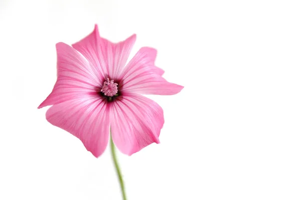 Malva rosa — Fotografia de Stock