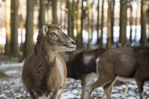 Vrouwelijke mufflon in zonnige wintertijd — Stockfoto