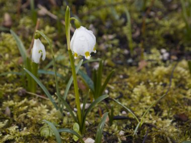 Bir çayırda (Galanthus) kar damlaları