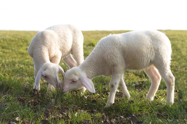 Δύο νεαρά πρόβατα σε ένα λιβάδι — Φωτογραφία Αρχείου