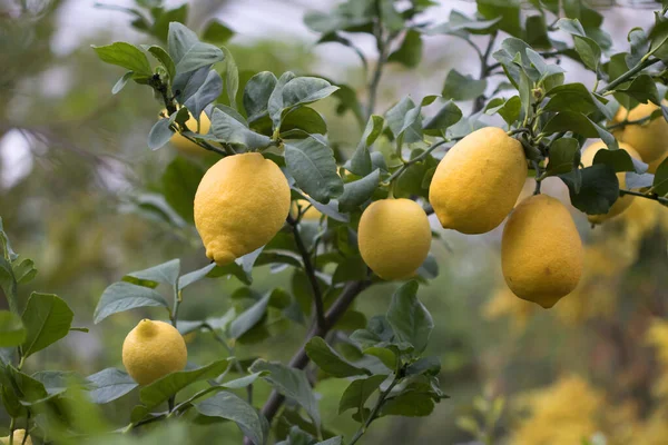 Limone con limoni gialli — Foto Stock