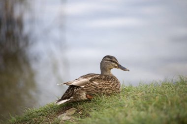 Dişi yaban ördeği (Anas platyrhynchos) Sonbaharda, bir gölde ördek