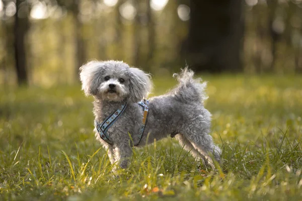 Gri bolonka zwetna köpek sonbahar ışığında dışarıda