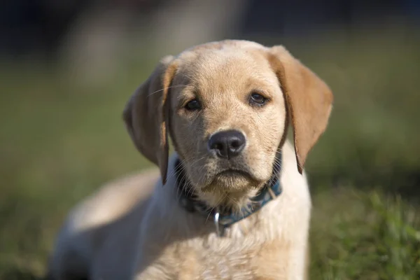 幼小的金毛猎犬在户外玩耍 — 图库照片