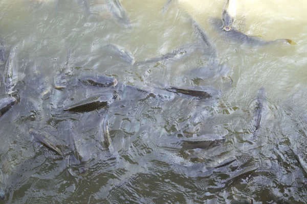 Överfiske Karpfisk Fiskodling — Stockfoto