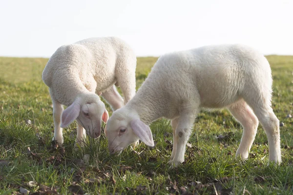 Två Unga Lamm Äng Våren — Stockfoto