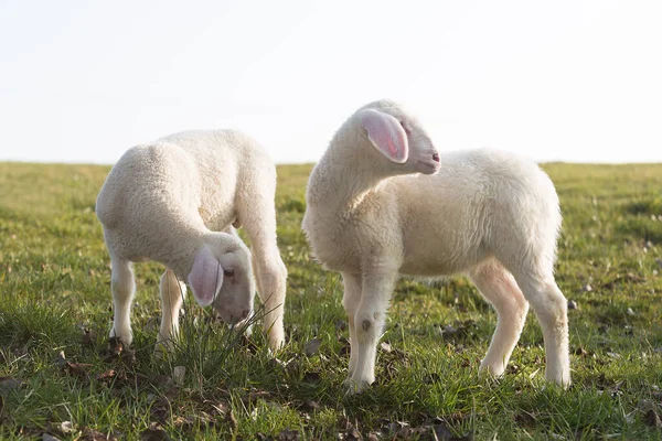 Två Unga Lamm Äng Våren — Stockfoto