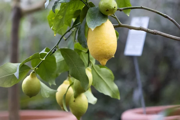 Primo Piano Albero Limone Con Limoni Gialli — Foto Stock