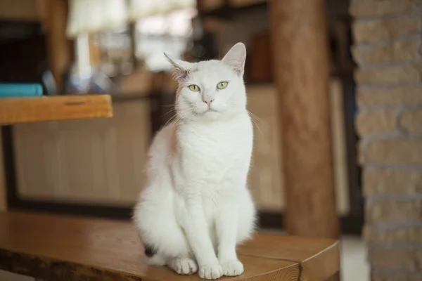 Bílá Kočka Sedí Uvnitř Domě — Stock fotografie