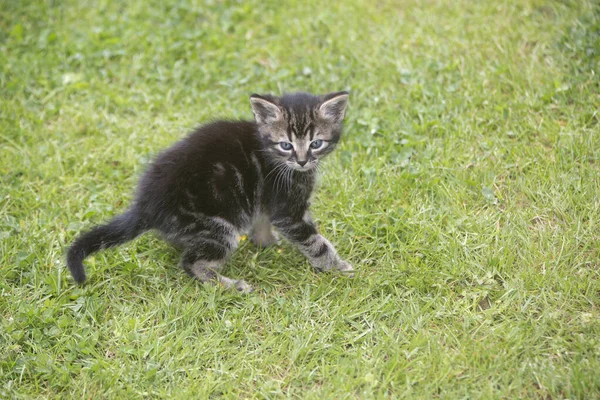 Young Kitten Plays Meadow — Stock Photo, Image