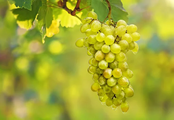 Bunch of grapes — Stock Photo, Image