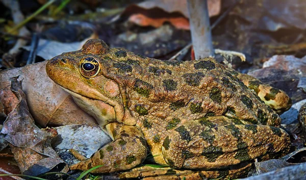 Big spotted toad — Stock Photo, Image