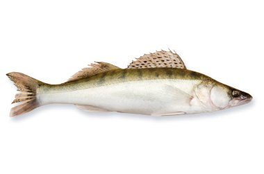 Fresh fish walleye clipart