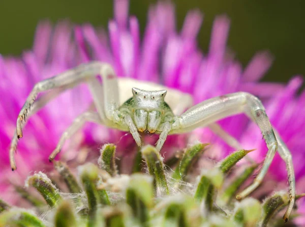 Araña depredadora grande — Foto de Stock