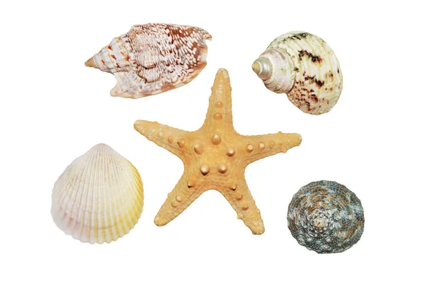 Starfish e conchas fecham — Fotografia de Stock