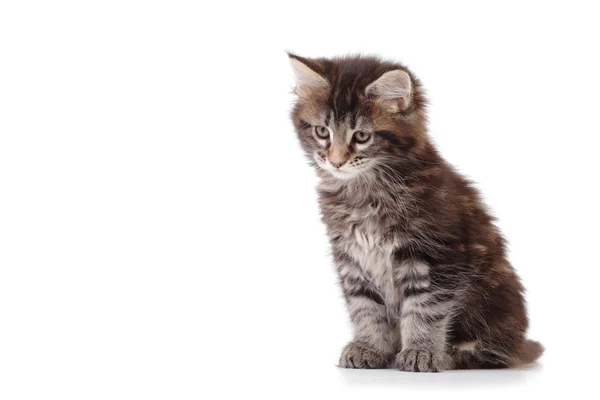 Kitten sitting on white background — Stock Photo, Image