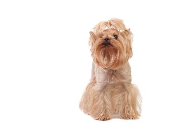 Portre Yorkshire Terrier köpek beyaz