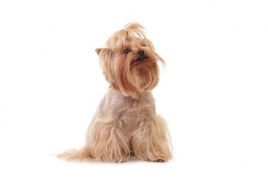 Portre Yorkshire Terrier köpek beyaz