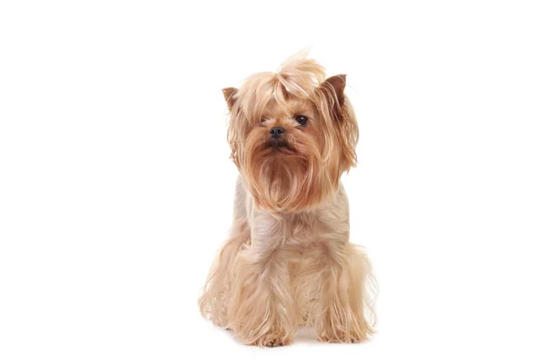 Portret psa Yorkshire Terrier na białym — Zdjęcie stockowe