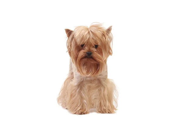 Portre Yorkshire Terrier köpek beyaz — Stok fotoğraf