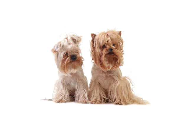 Portre Yorkshire Terrier köpek beyaz — Stok fotoğraf