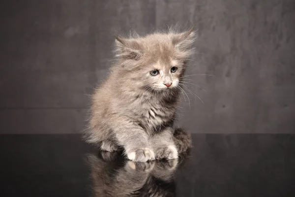 Kitten sitting on white background — Stock Photo, Image