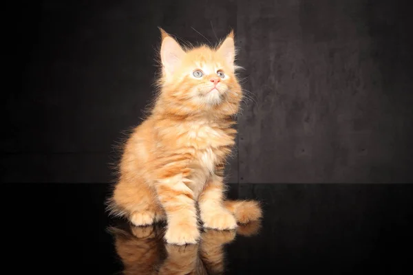 Gatito sentado sobre fondo blanco — Foto de Stock