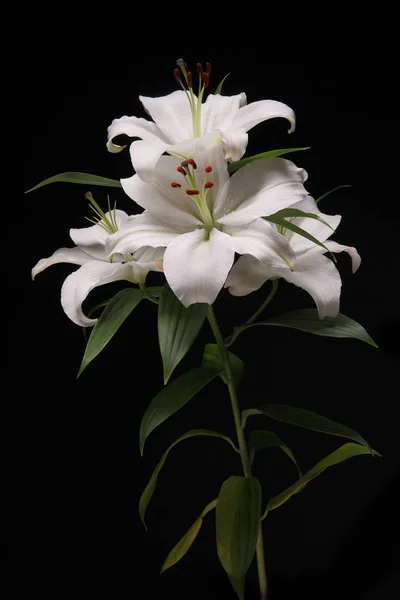 Fiore di lilium su sfondo nero primo piano — Foto Stock