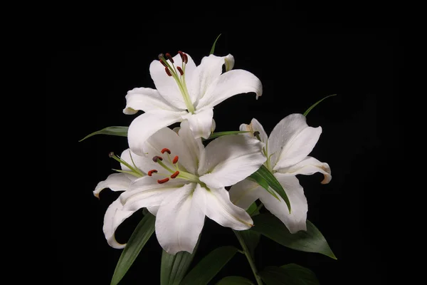 Fiore di lilium su sfondo nero primo piano — Foto Stock